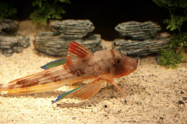 Cientistas filmam o peixe mais profundo de todos os tempos no