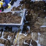 Baleia morre na Tailândia após engolir 80 sacos de plástico