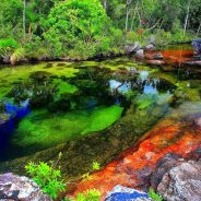 Caño Cristales – O rio das sete cores que parece tirado do paraíso