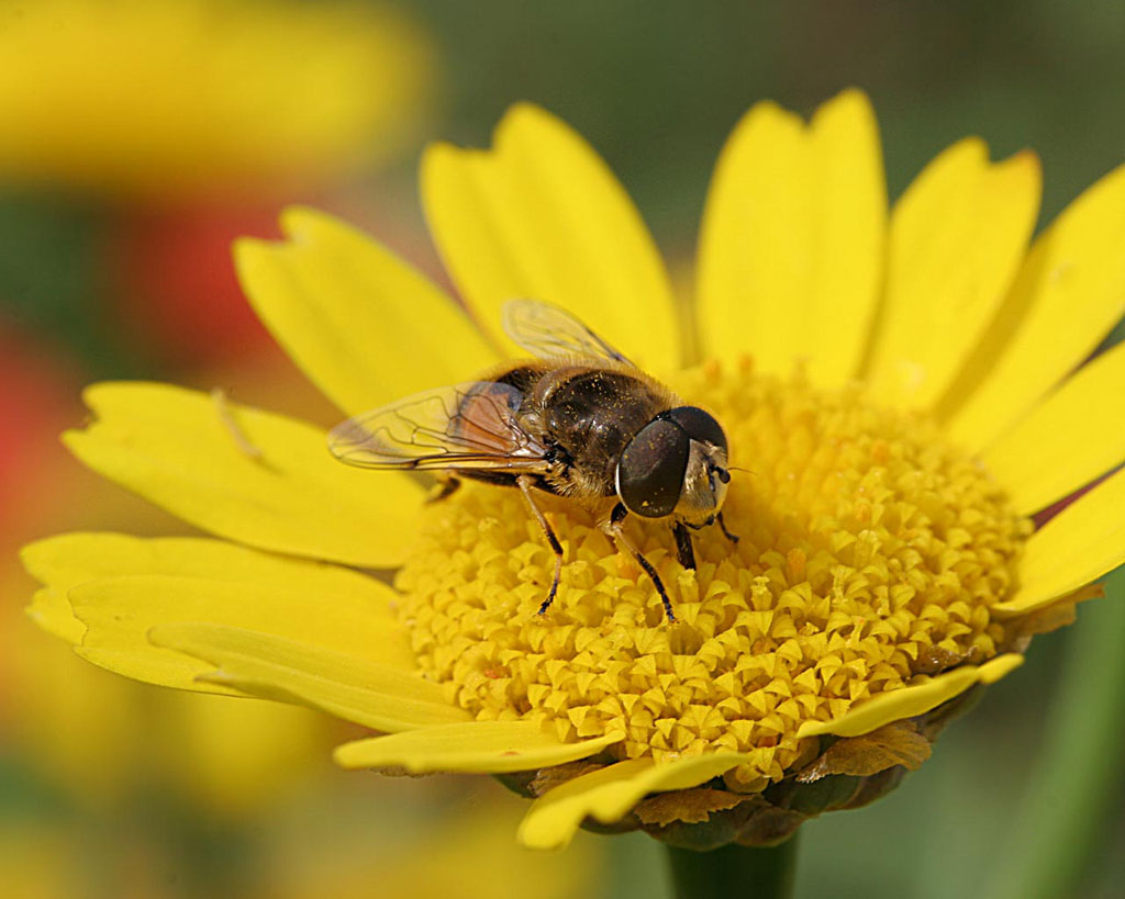 As abelhas são declaradas o ser mais importante do planeta, mas estão a  morrer | Pplware Kids