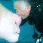 Mergulhador japonês fez amizade com peixe e visita-o há 25 anos