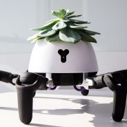 Robô que persegue o sol e cuida da planta que traz à cabeça