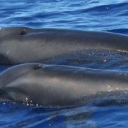 Descoberto golfinho híbrido que até agora era desconhecido