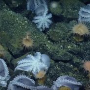 Cientistas encontraram o maior berçário de fundo marinho, com mais de mil polvos